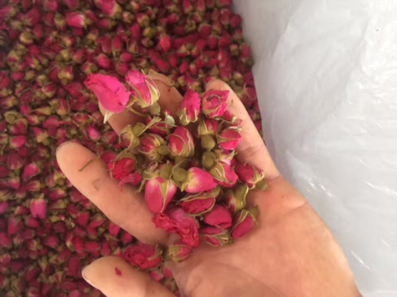 玫瑰花茶2025年新山东平阴玫瑰花茶玫瑰花蕾