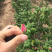 玫瑰花茶2025年新山东平阴玫瑰花茶玫瑰花蕾