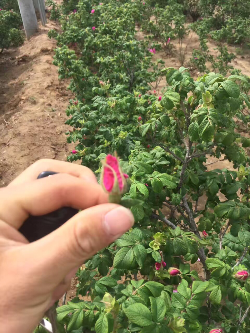 玫瑰花茶2025年新山东平阴玫瑰花茶玫瑰花蕾