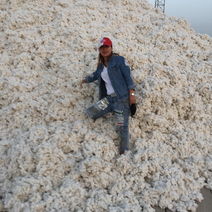 新疆籽棉
