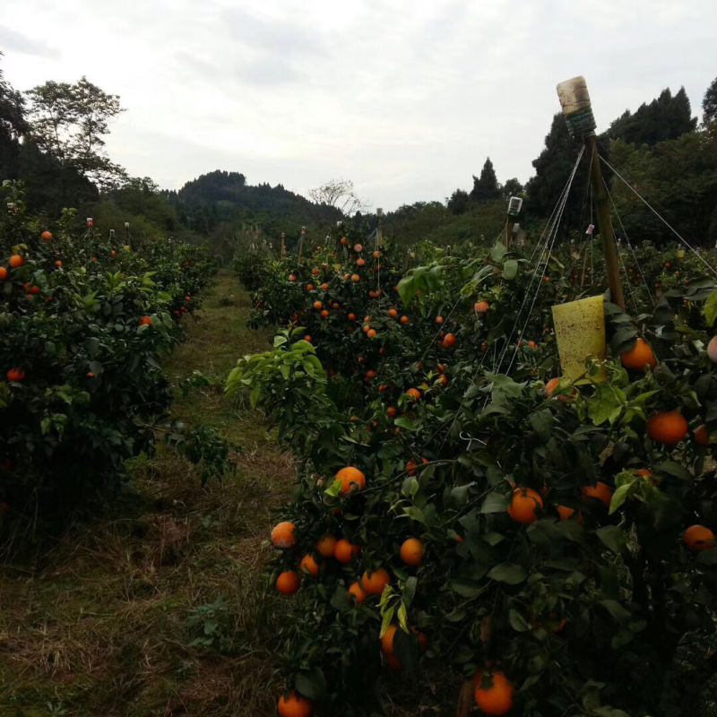 爱媛38四川产区直发保质保量发货全国
