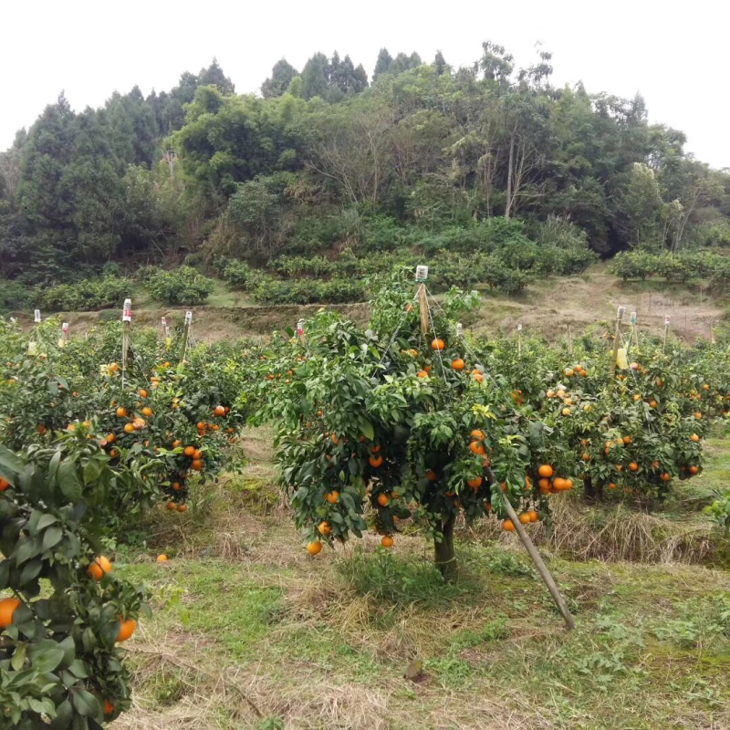 爱媛38四川产区直发保质保量发货全国
