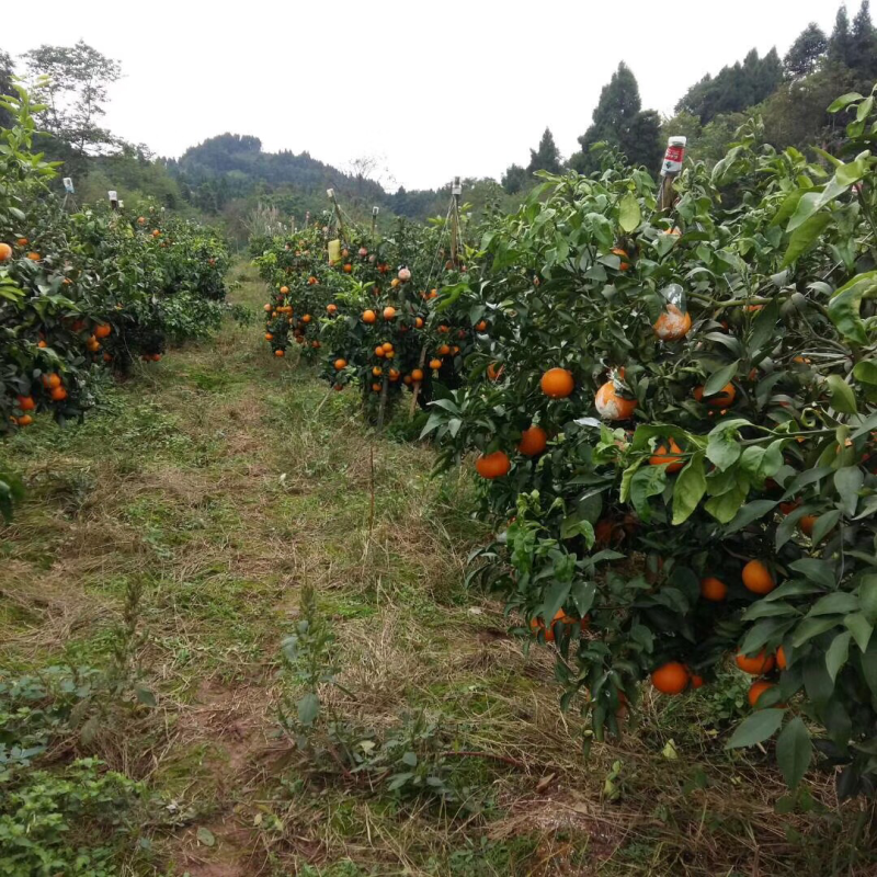 爱媛38四川产区直发保质保量发货全国
