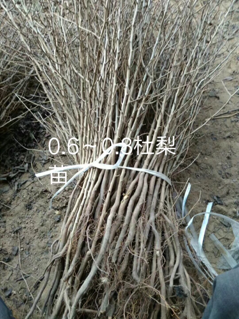 基地直销1年生500万余株各种规格优质杜梨苗