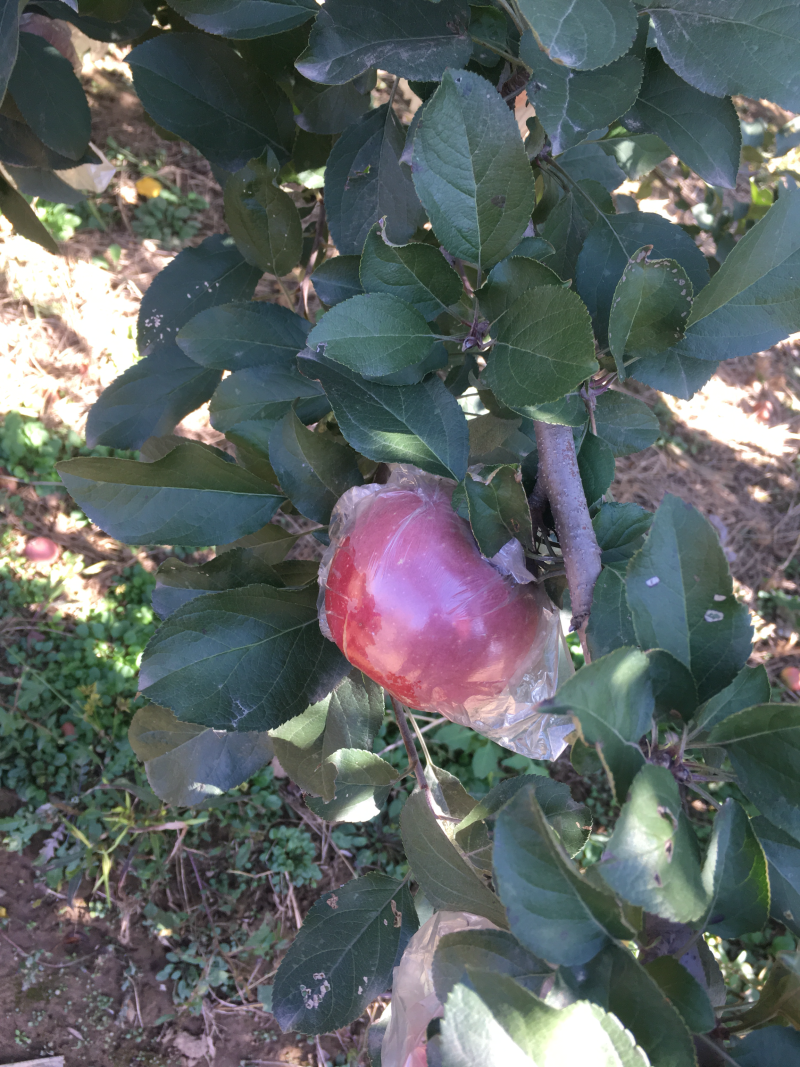 苹果梨