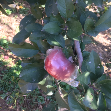 苹果梨