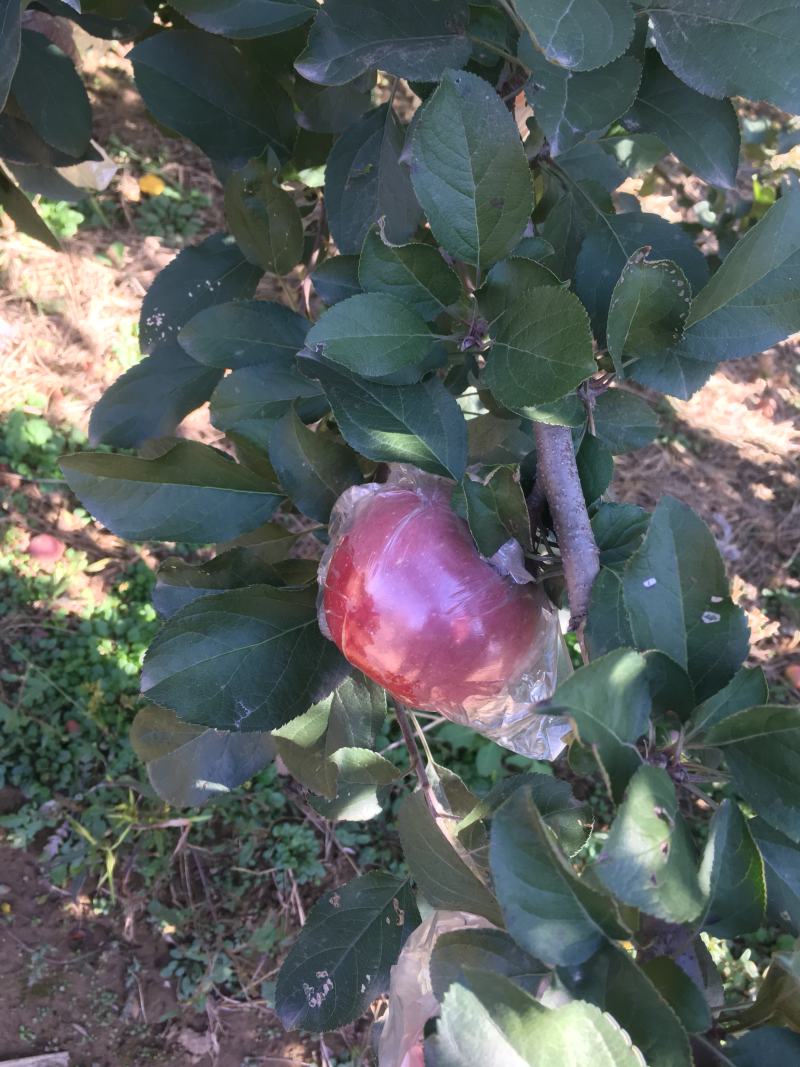 苹果梨