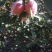 苹果梨