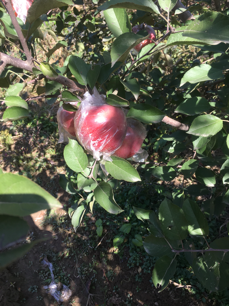 苹果梨