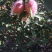 苹果梨