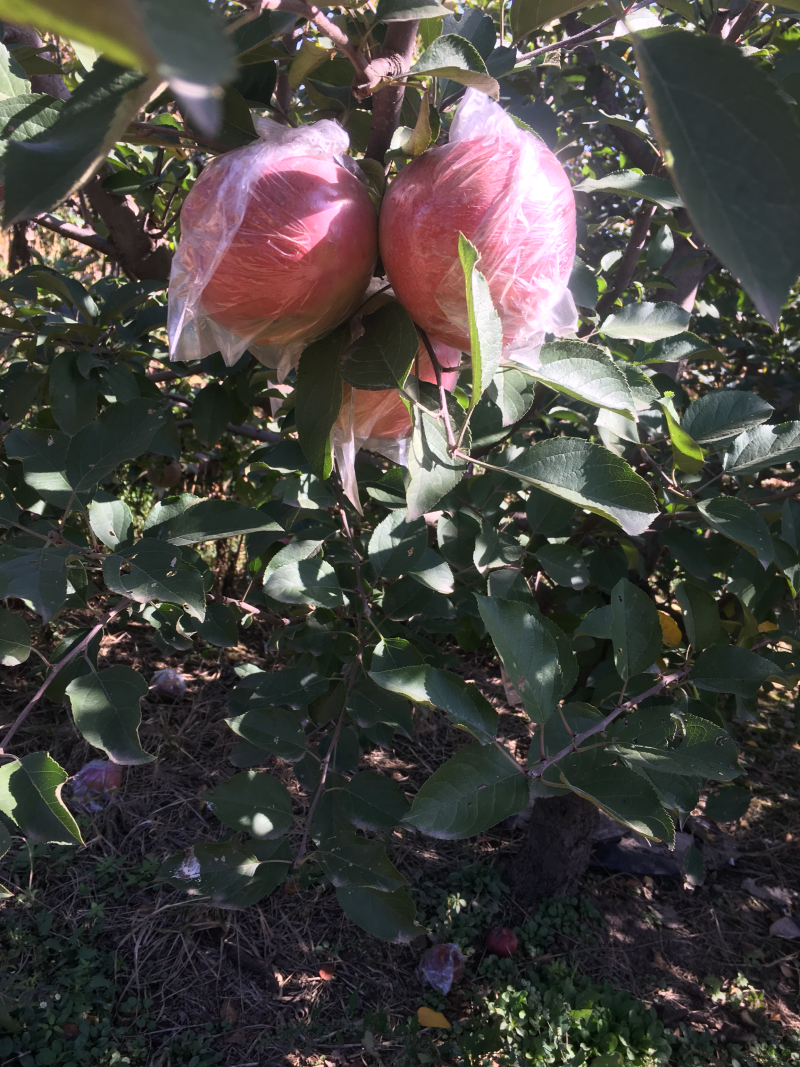 苹果梨