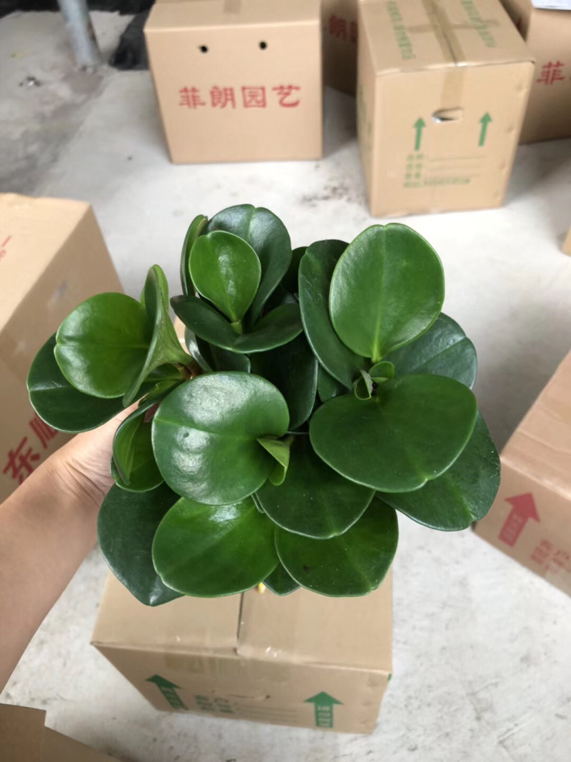 木纹盆墨叶碧玉