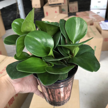 木纹盆墨叶碧玉
