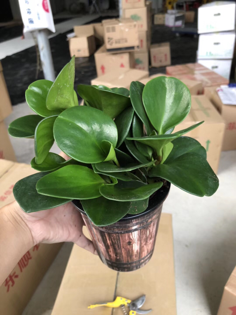 木纹盆墨叶碧玉