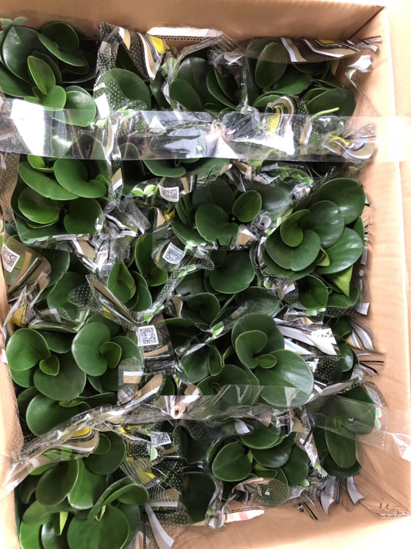 木纹盆墨叶碧玉