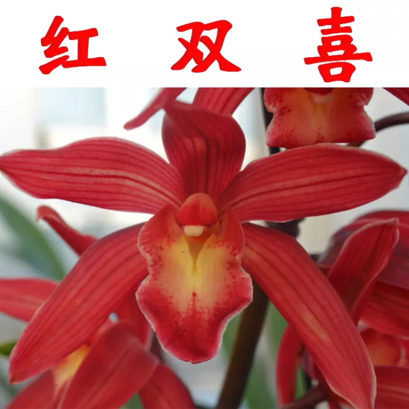 兰花香妃红贵妃矮种浓香建兰四季兰兰花苗花卉盆栽室
