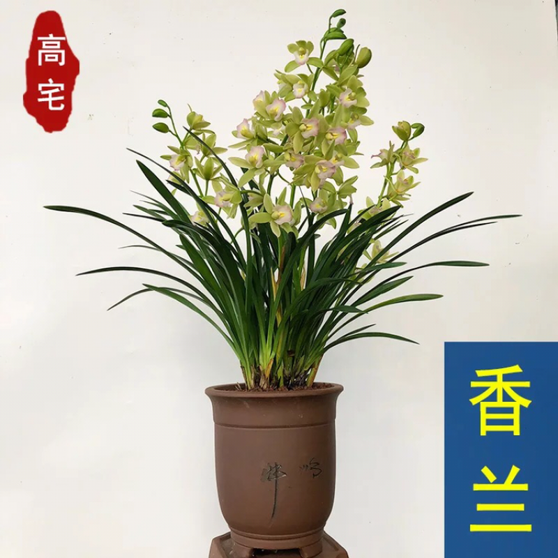 兰花香妃红贵妃矮种浓香建兰四季兰兰花苗花卉盆栽室