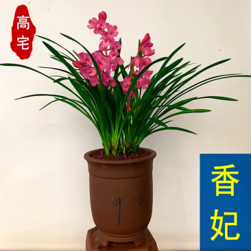 兰花香妃红贵妃矮种浓香建兰四季兰兰花苗花卉盆栽室