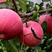 烟富8号苹果树苗苗农直供，量大优惠，苗农直销