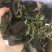 野生金线莲大货批发