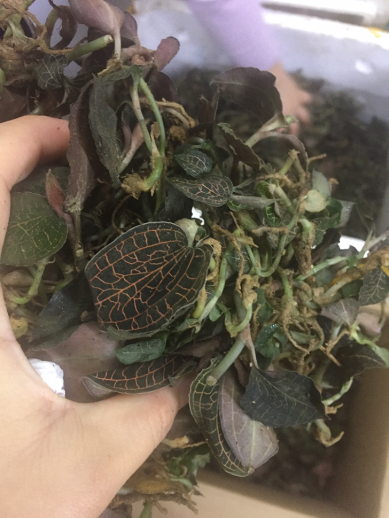 野生金线莲大货批发