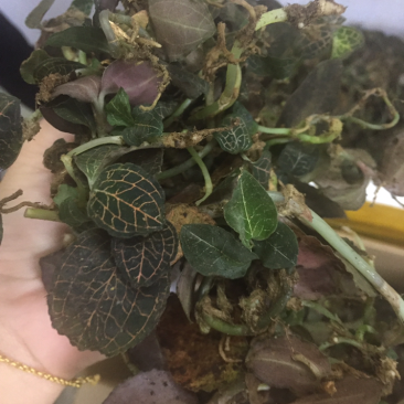 野生金线莲大货批发