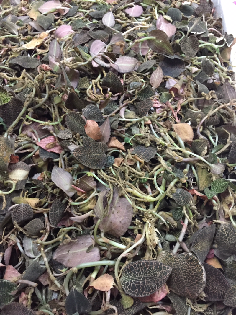 野生金线莲大货批发