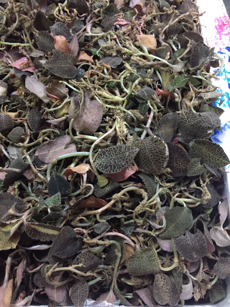 野生金线莲大货批发