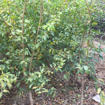 泰山红石榴树苗/泰山红石榴品种介绍/泰山红石榴苗价格