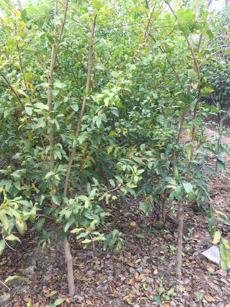 泰山红石榴树苗/泰山红石榴品种介绍/泰山红石榴苗价格