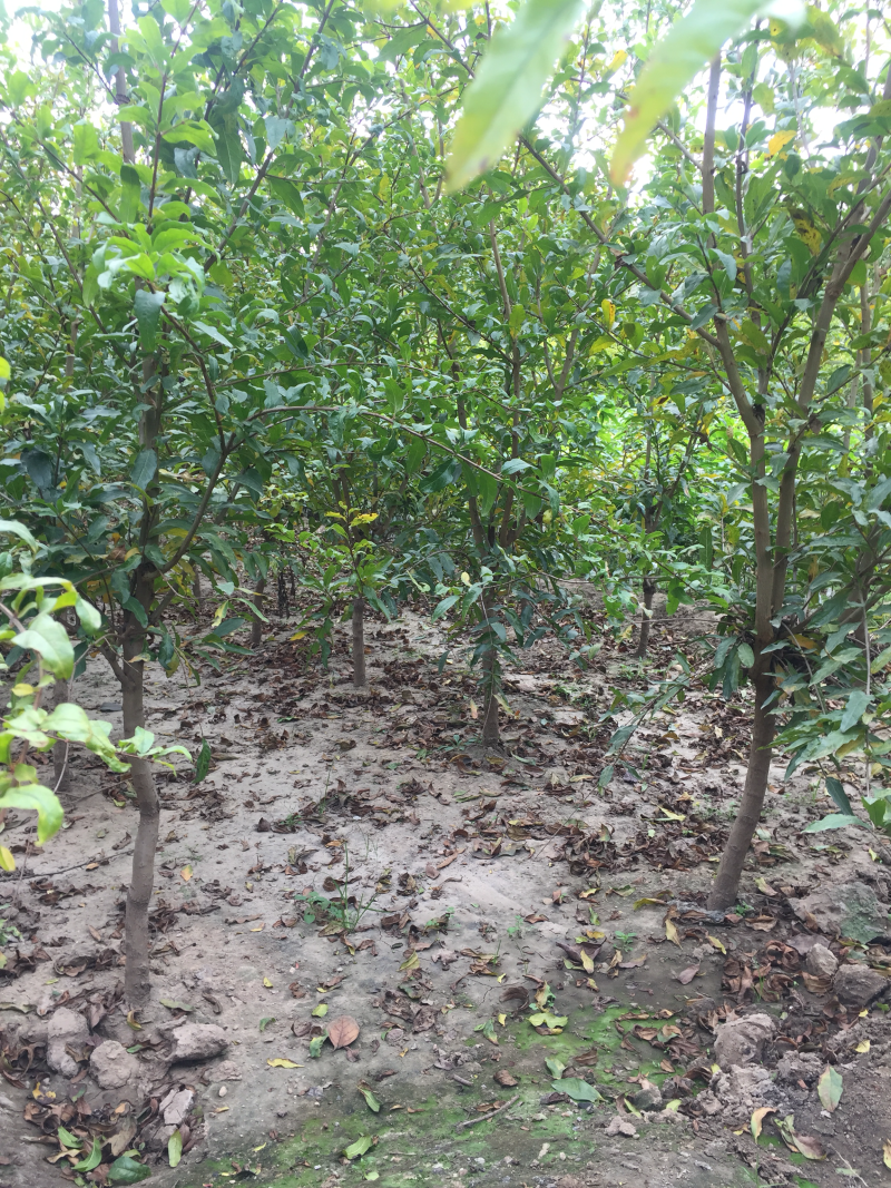 泰山红石榴树苗/泰山红石榴品种介绍/泰山红石榴苗价格