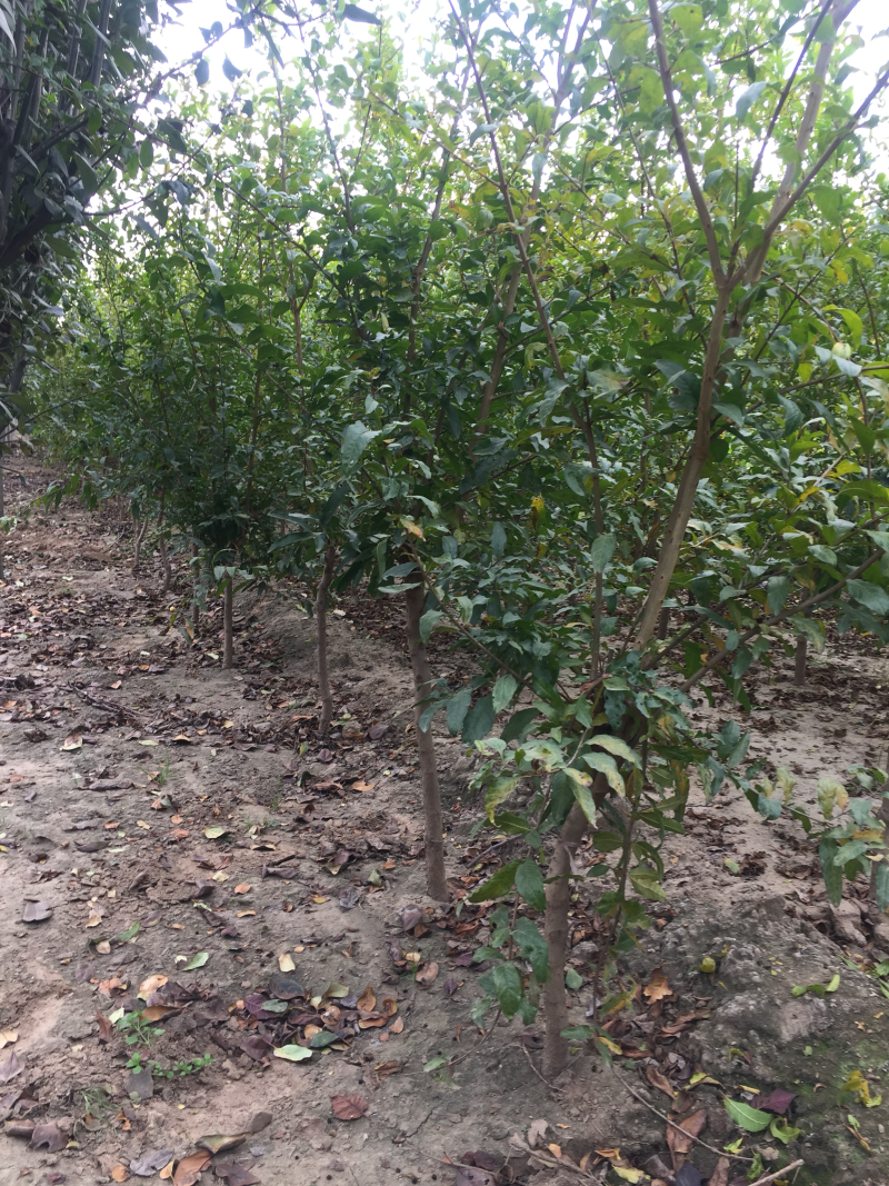 泰山红石榴树苗/泰山红石榴品种介绍/泰山红石榴苗价格