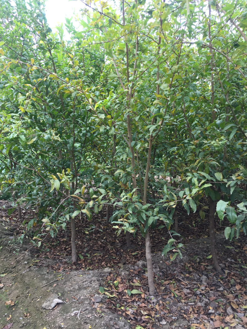泰山红石榴树苗/泰山红石榴品种介绍/泰山红石榴苗价格