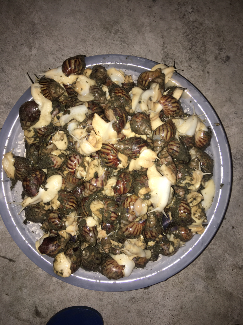 白玉蜗牛