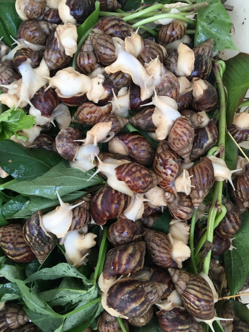 白玉蜗牛