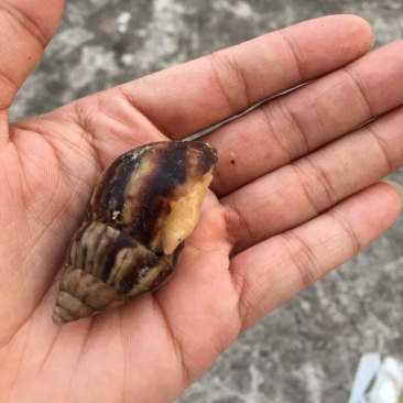 白玉蜗牛