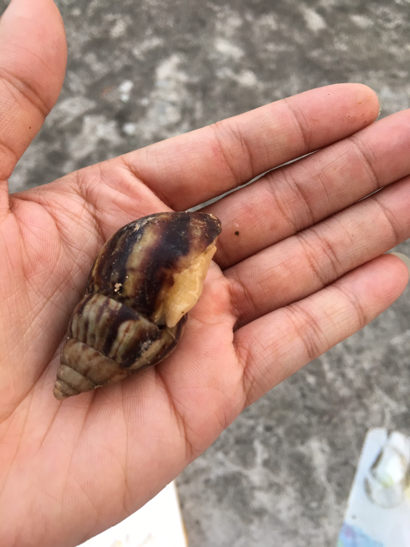 白玉蜗牛