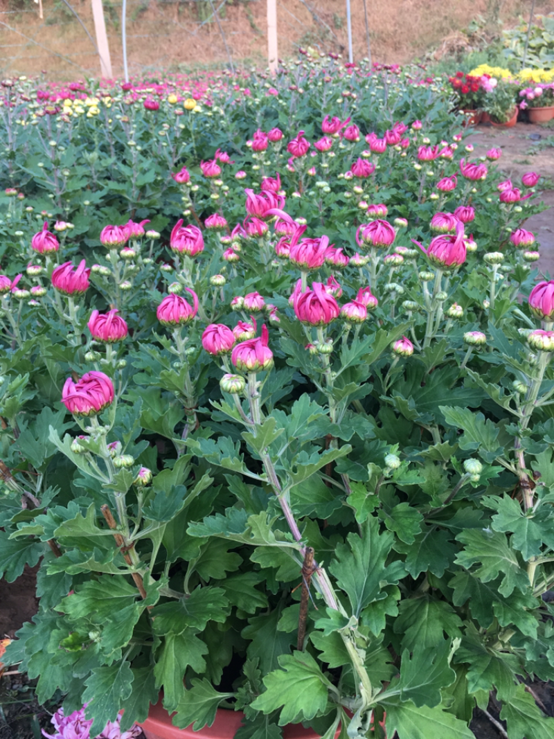 菊花