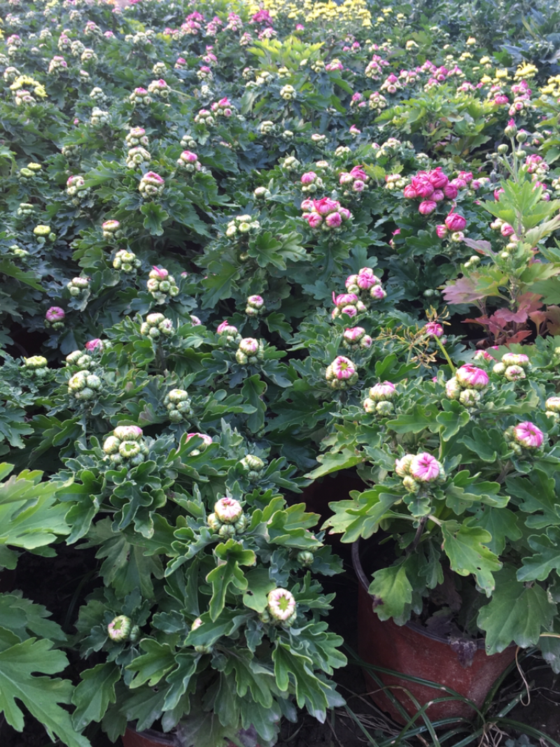 菊花