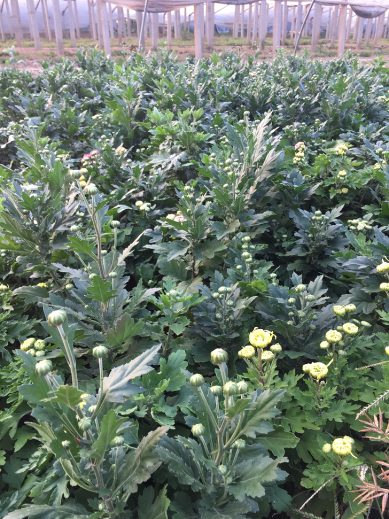 菊花