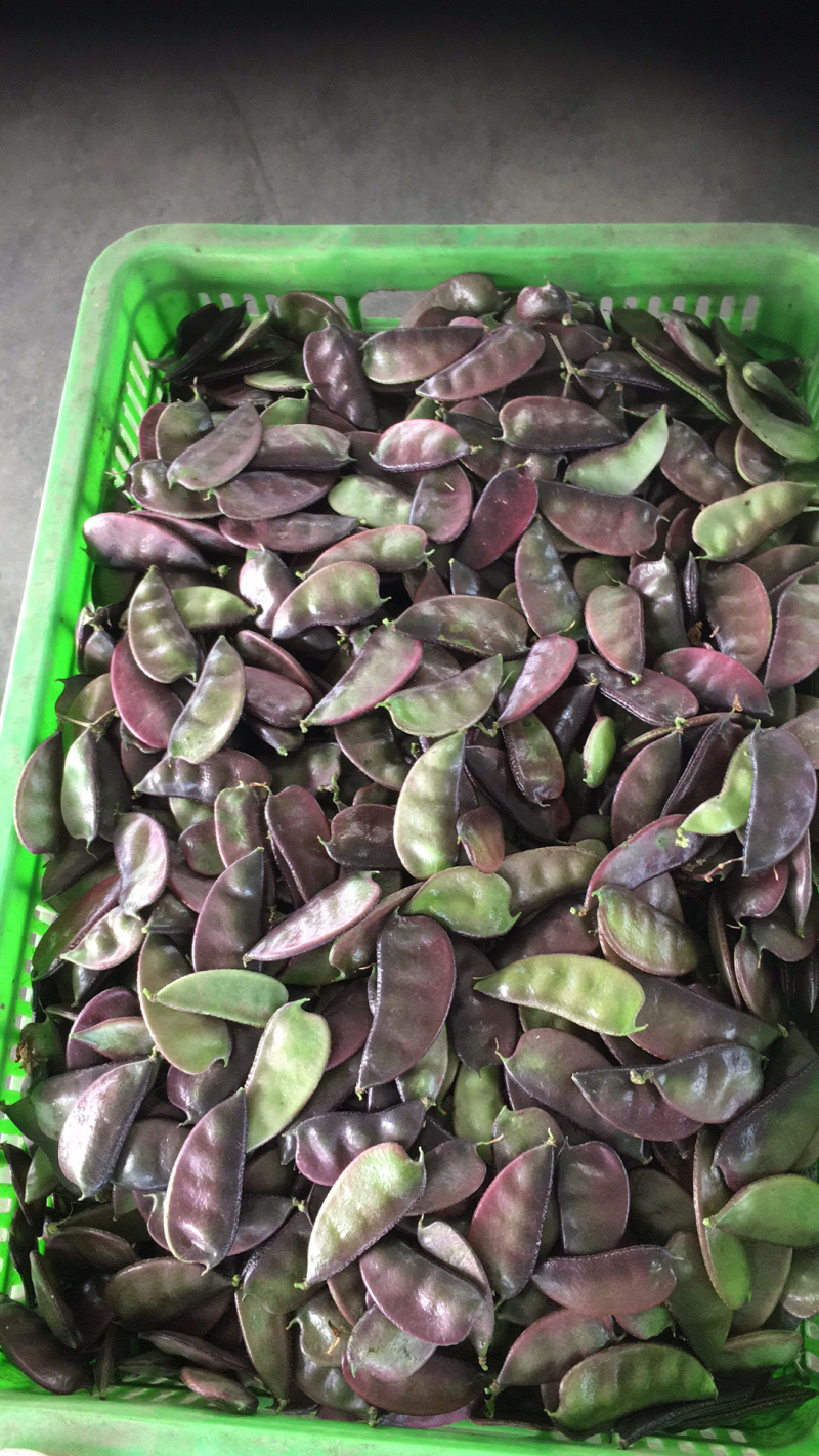 优质精品红扁豆大量上市中，需要的请联系，热情服务