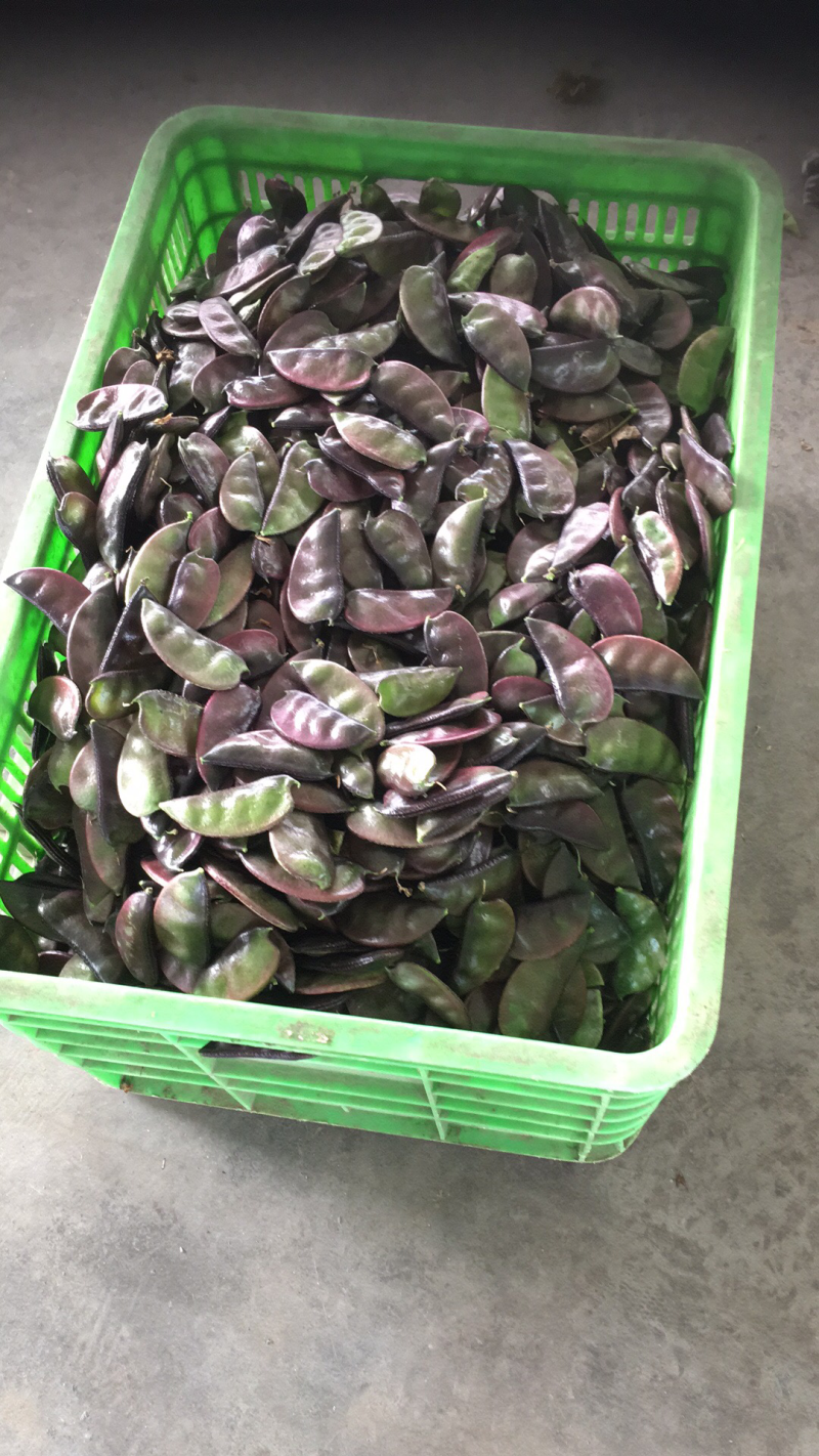 优质精品红扁豆大量上市中，需要的请联系，热情服务