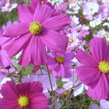 波斯菊