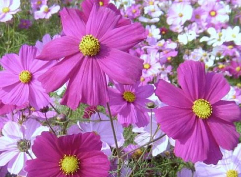 波斯菊