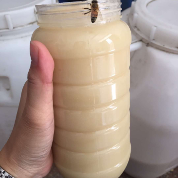 猪油般的野桂花冬蜜自家蜂场直供