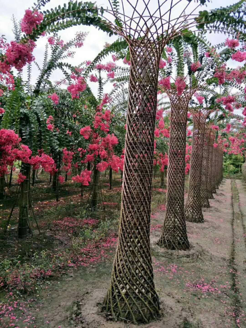 紫薇