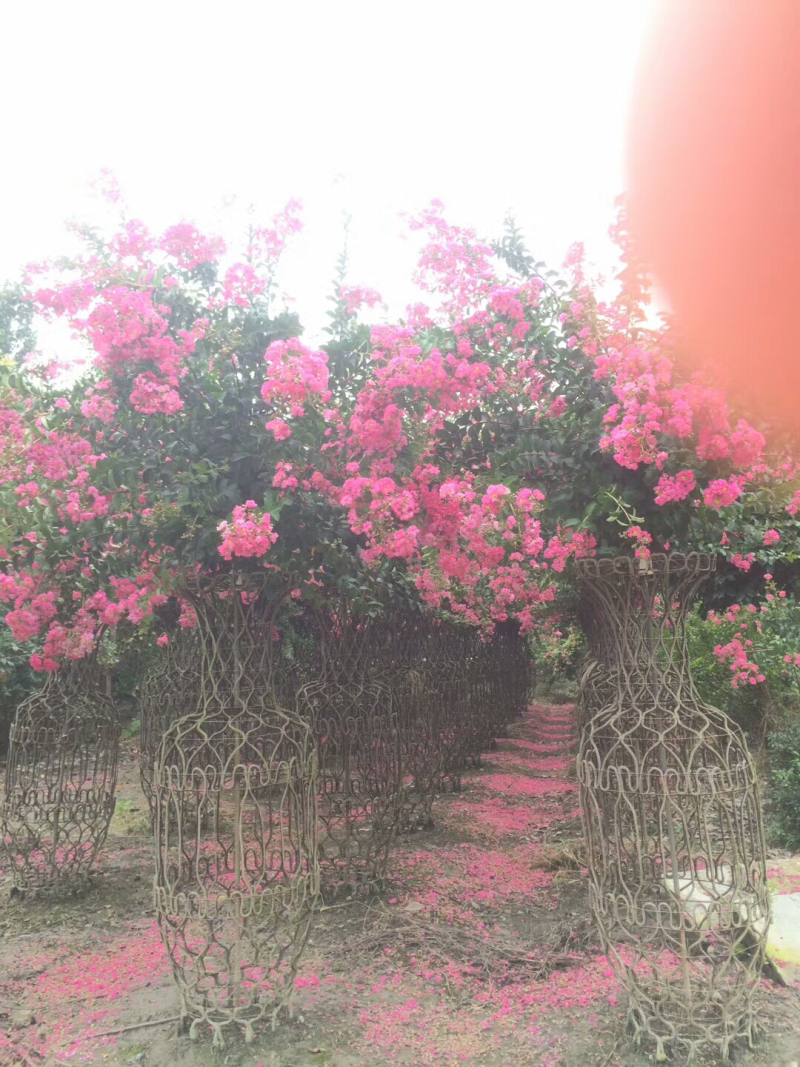 紫薇