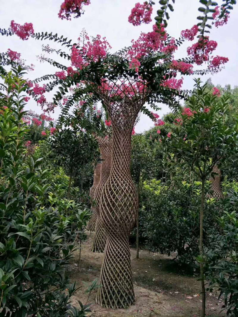 紫薇