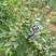 蓝丰蓝莓8~10mm以上