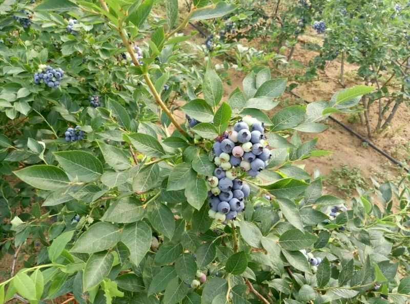 蓝丰蓝莓8~10mm以上